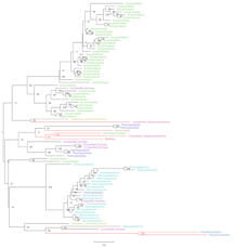 Heme-a-synthase phylogenetic tree