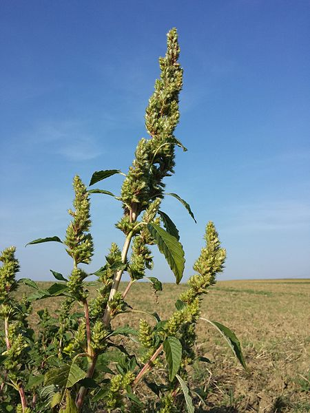 Amaranthus retroflexus