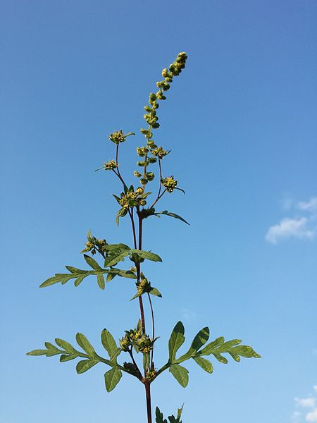 Ambrosia artemisiifolia