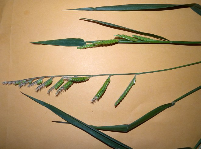 Eriochloa villosa